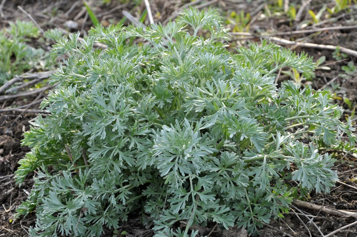 Artemisia Seeds – Wormwood
