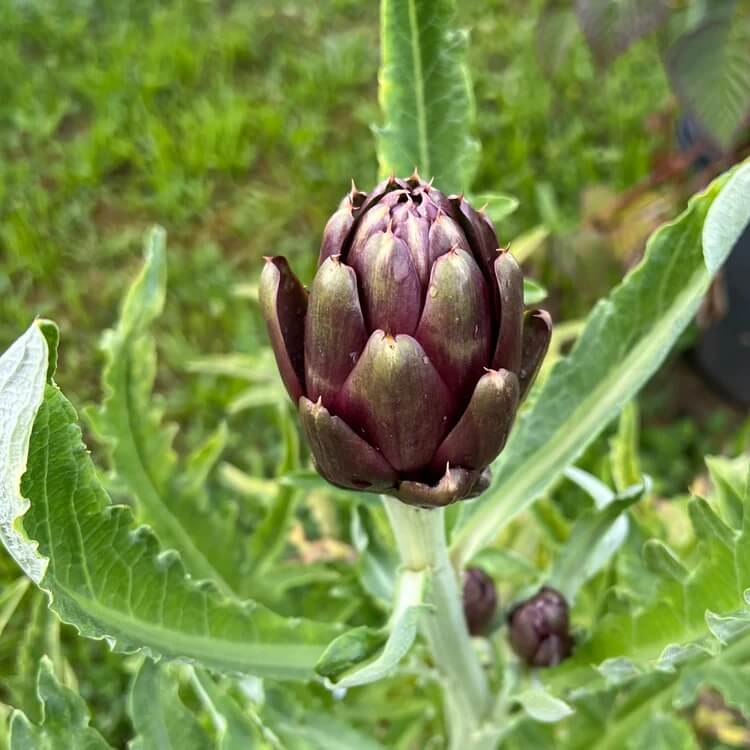 Artichoke Seeds - Colorado Red
