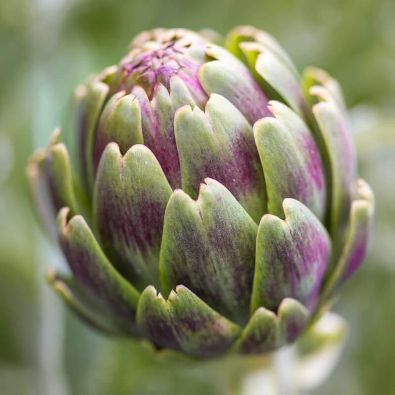 Artichoke Seeds - Green And Purple