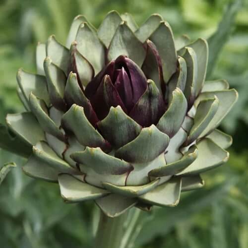 Artichoke Seeds - Romanesco