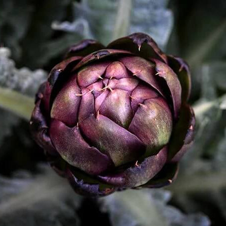 Artichoke Seeds - Colorado Red