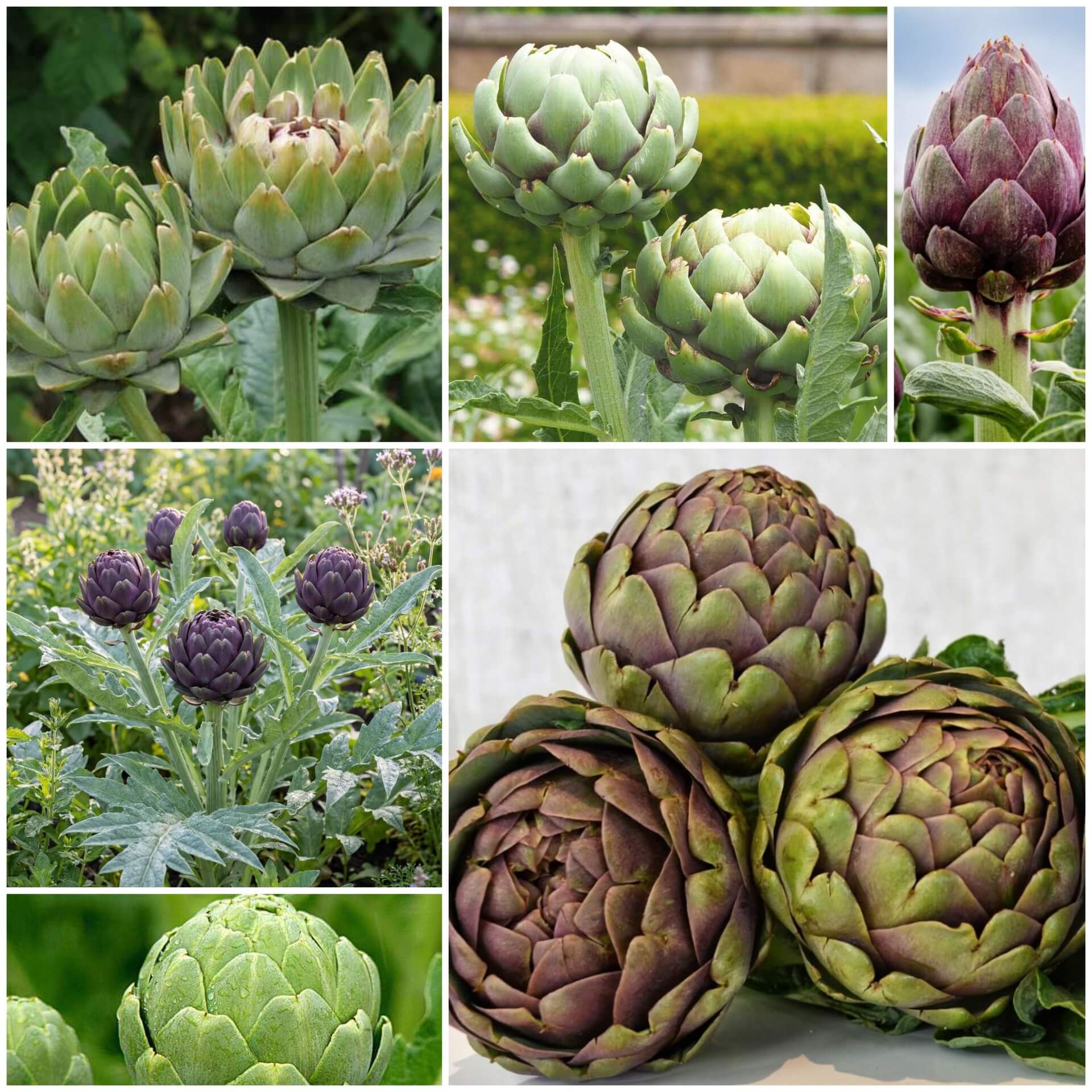 Artichoke Seeds - All In One For Home Gardens