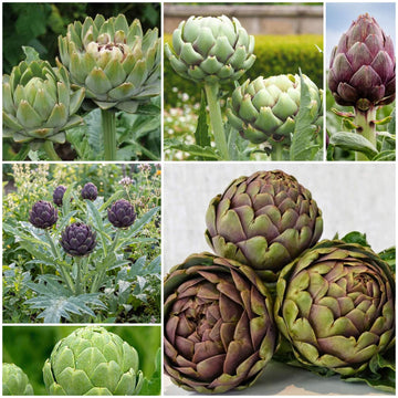 Artichoke Seeds - All In One For Home Gardens