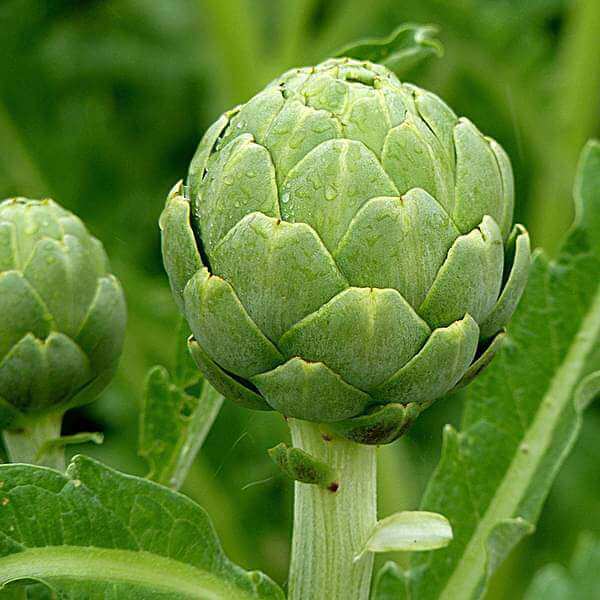 Artichoke Seeds - All In One For Home Gardens