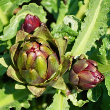 Artichoke Seeds - Colorado Red