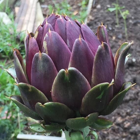 Artichoke Seeds - Italian