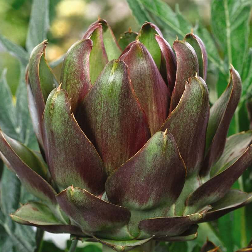 Artichoke Seeds - Italian