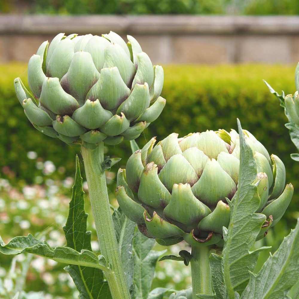 Artichoke Seeds - Green Globe