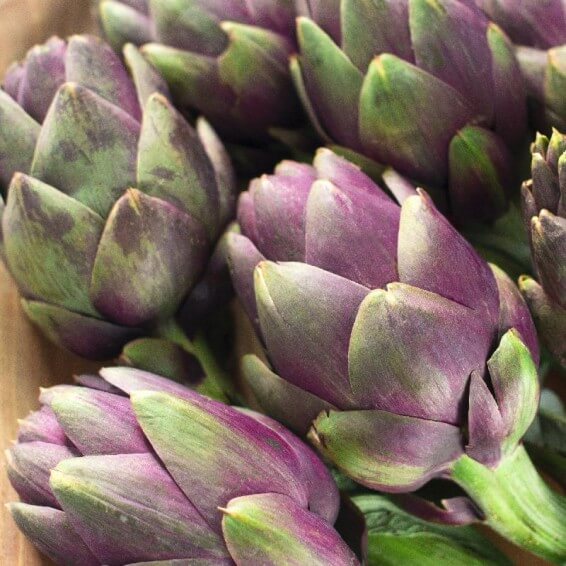 Artichoke Seeds - Italian