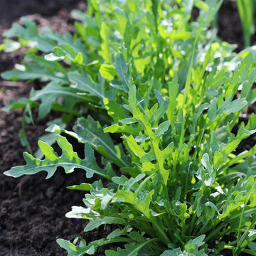 Arugula Seeds – Rocket Salad
