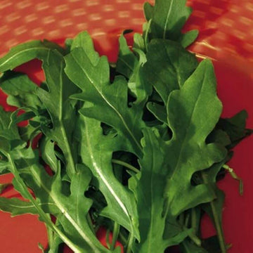 Arugula Seeds – Roquette