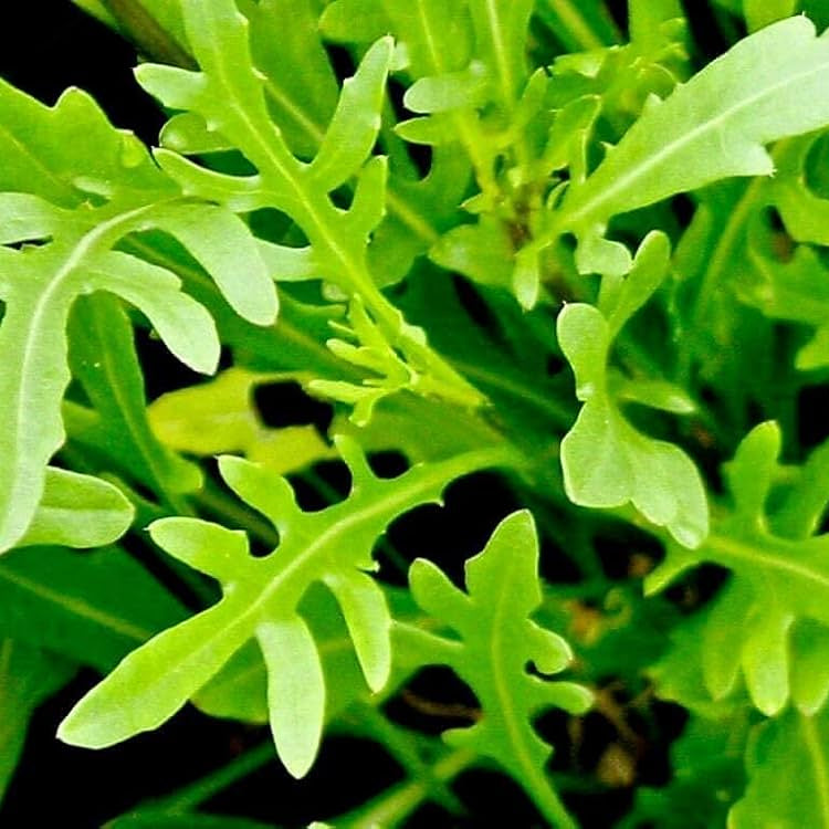 Arugula Seeds – Rucola Coltivata
