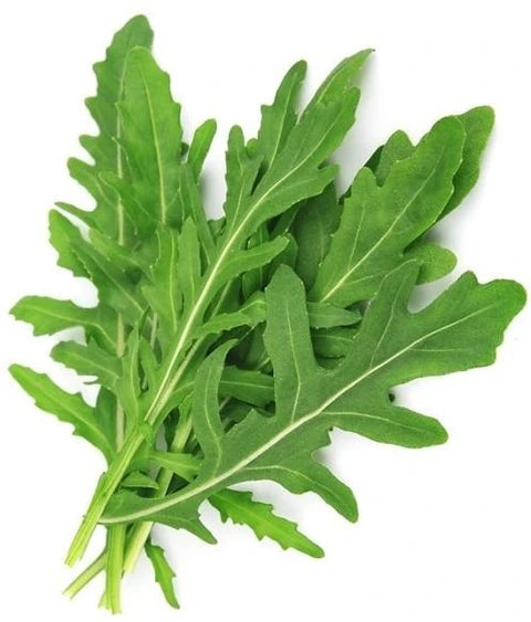 Arugula Seeds – Rucola Coltivata
