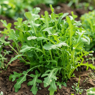 Arugula Seeds – Rocket Salad

