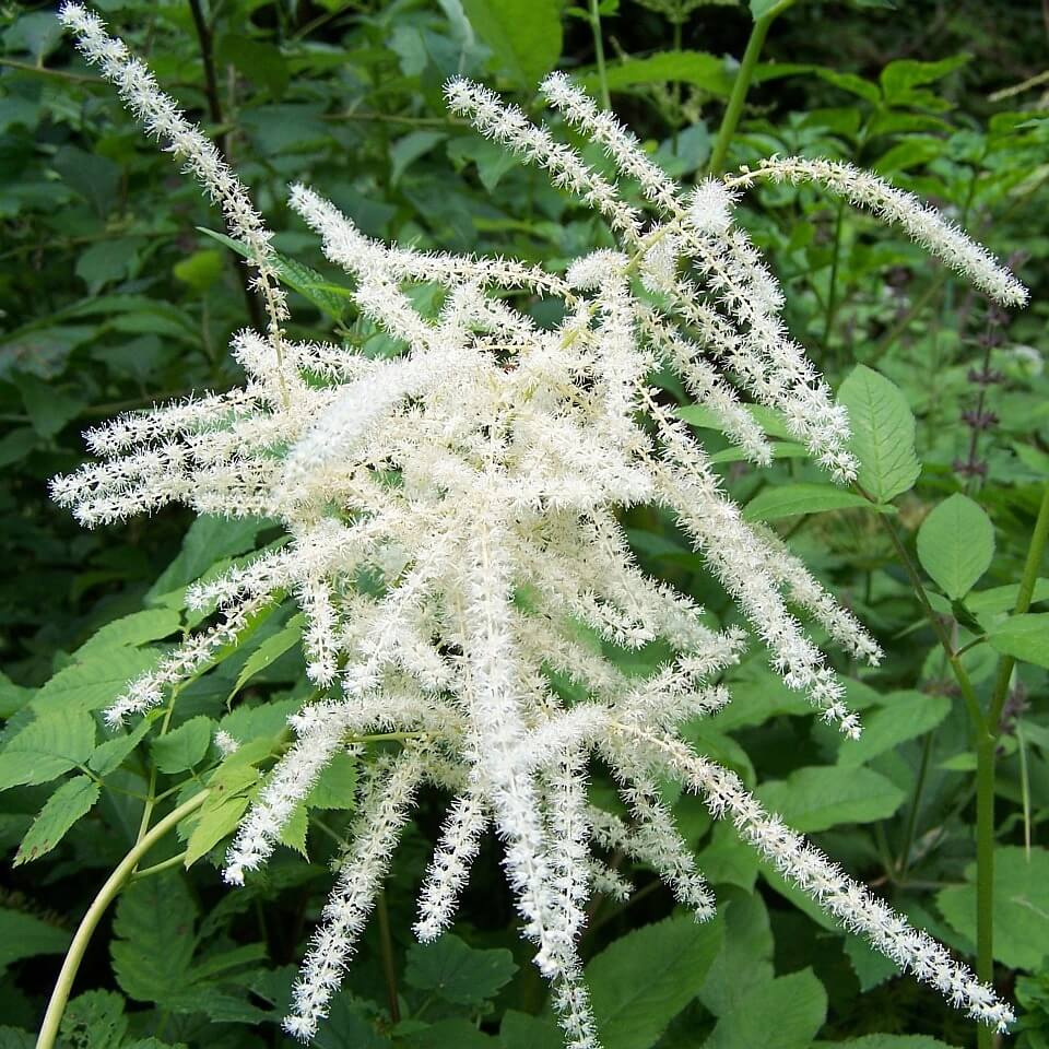 Aruncus Seeds – Cut 