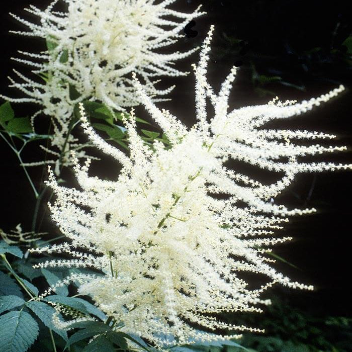 Aruncus Seeds – Cut 