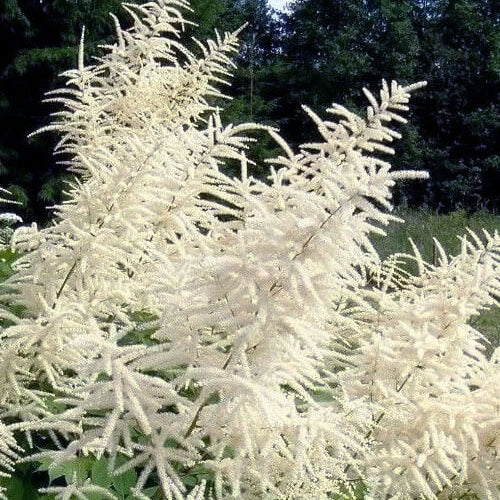 Aruncus Dioicus Seeds – White Seasonal