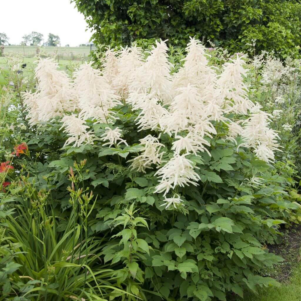 Aruncus Dioicus Seeds – White Seasonal
