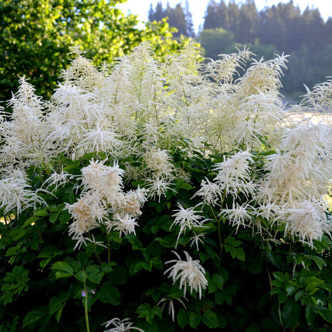 Aruncus Dioicus Seeds – White Seasonal