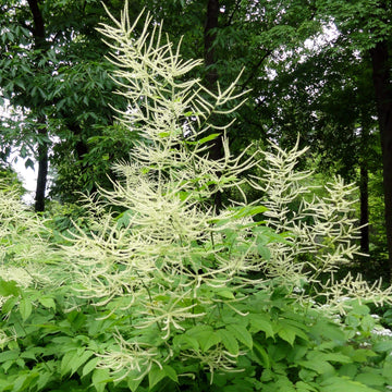 Aruncus Seeds – Elegant Garden 