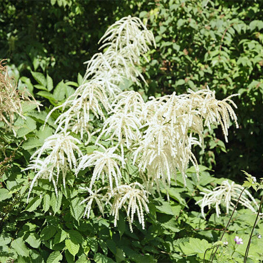 Aruncus Seeds – Elegant Garden 