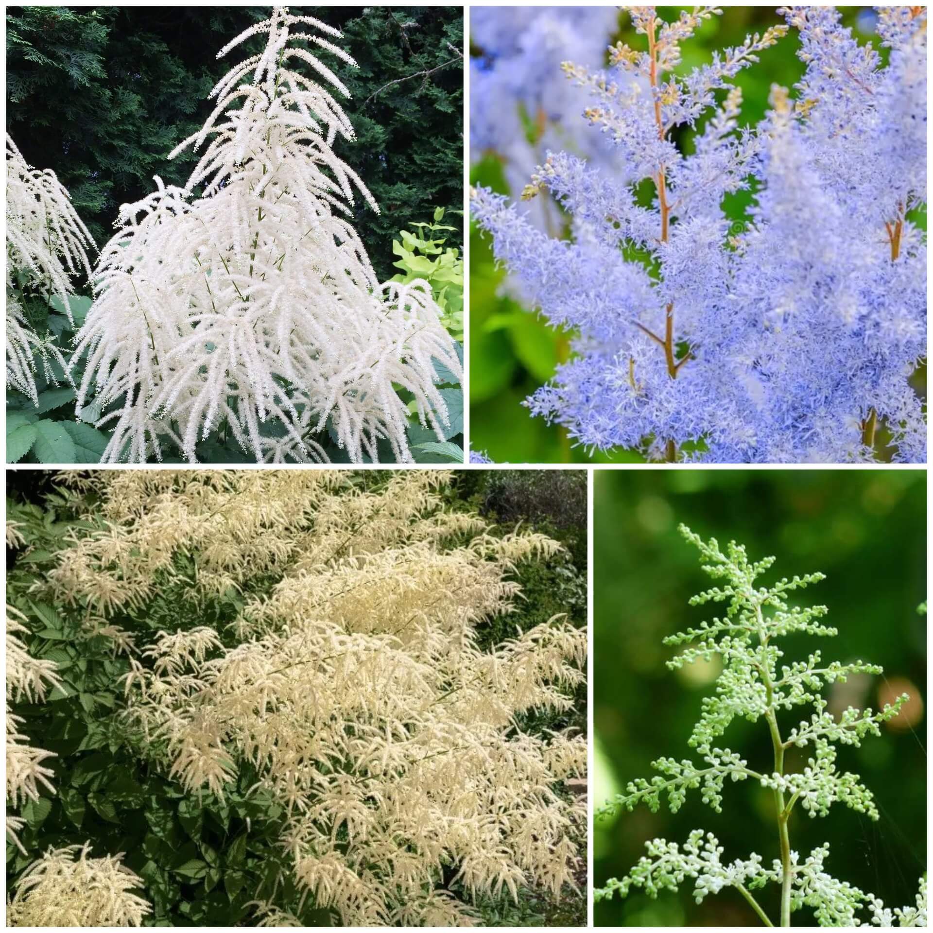 Aruncus Seeds - All In One For Home Gardens