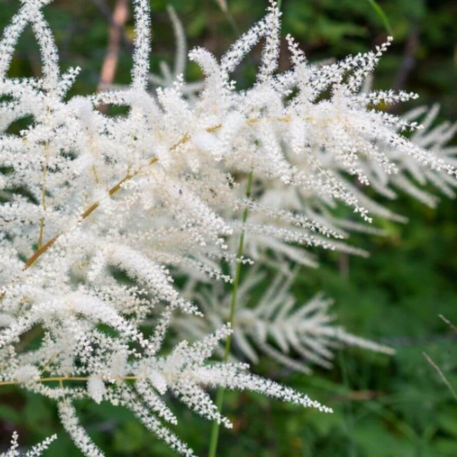Aruncus Seeds - All In One For Home Gardens