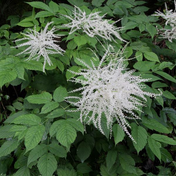 Aruncus Seeds - All In One For Home Gardens