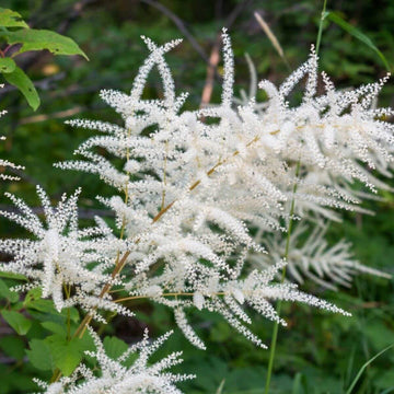 Aruncus Seeds – Cut 