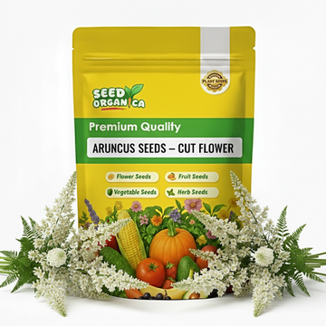 Aruncus Seeds – Cut Flower