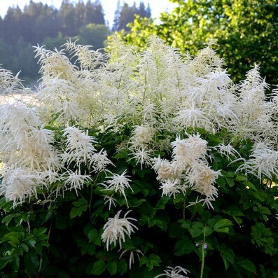 Aruncus Seeds – Elegant Garden 