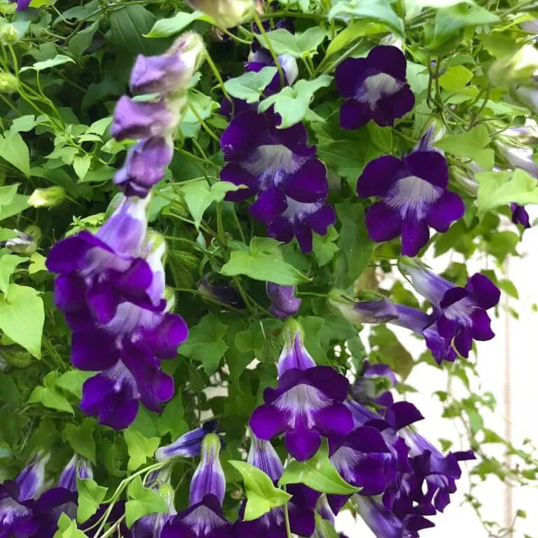 Asarina Seeds – Blue Gloxinia