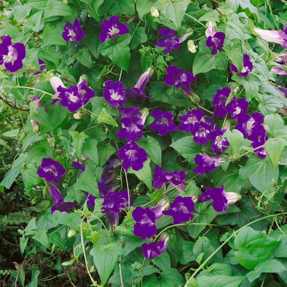 Asarina Seeds – Blue Gloxinia