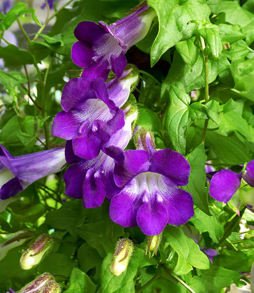 Asarina Seeds – Joan Lorraine
