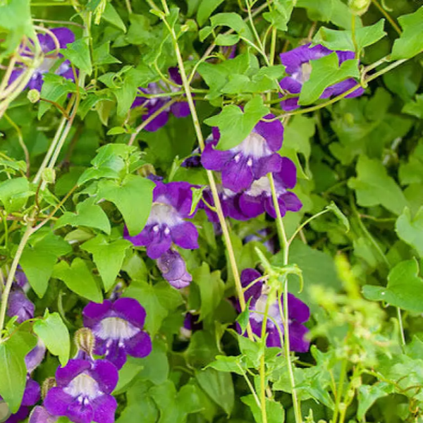 Asarina Seeds – Joan Lorraine
