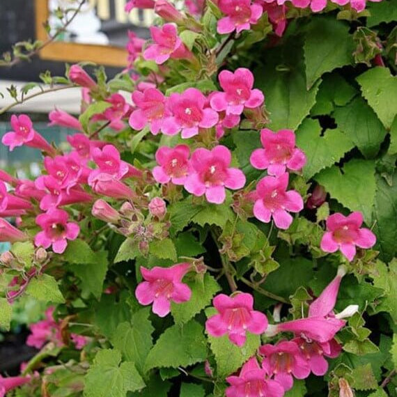 Asarina Seeds – Pink Bloom