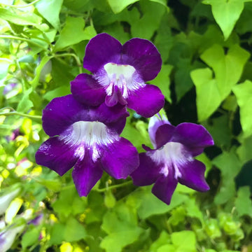 Asarina Seeds – Blue Gloxinia