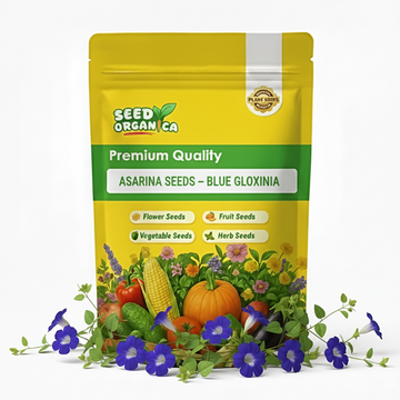 Asarina Seeds – Blue Gloxinia