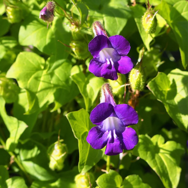 Asarina Seeds – Joan Lorraine
