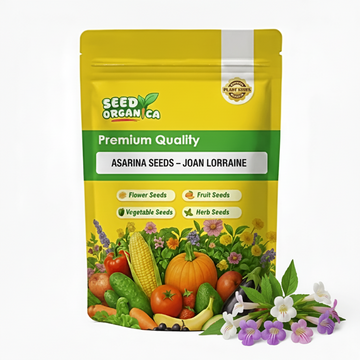 Asarina Seeds – Joan Lorraine