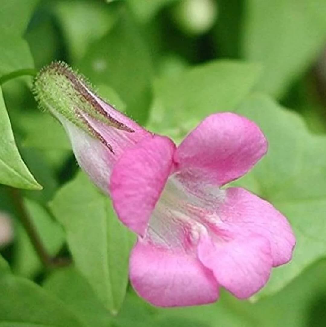 Asarina Seeds – Pink Bloom