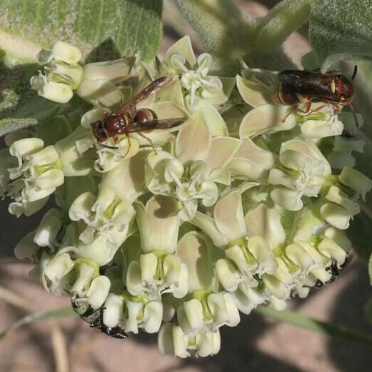 Asclepias Arenaria Seeds – Sand Milkweed