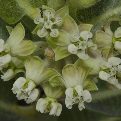 Asclepias Arenaria Seeds – Sand Milkweed