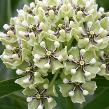 Asclepias Asperula Seeds – Antelope Horns