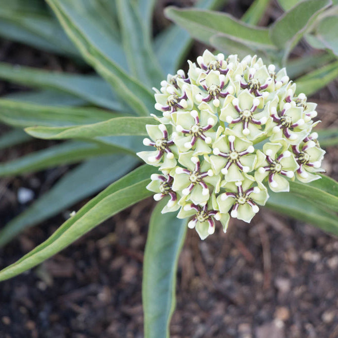 Asclepias Asperula Seeds– Antelope Horns Milkweed
