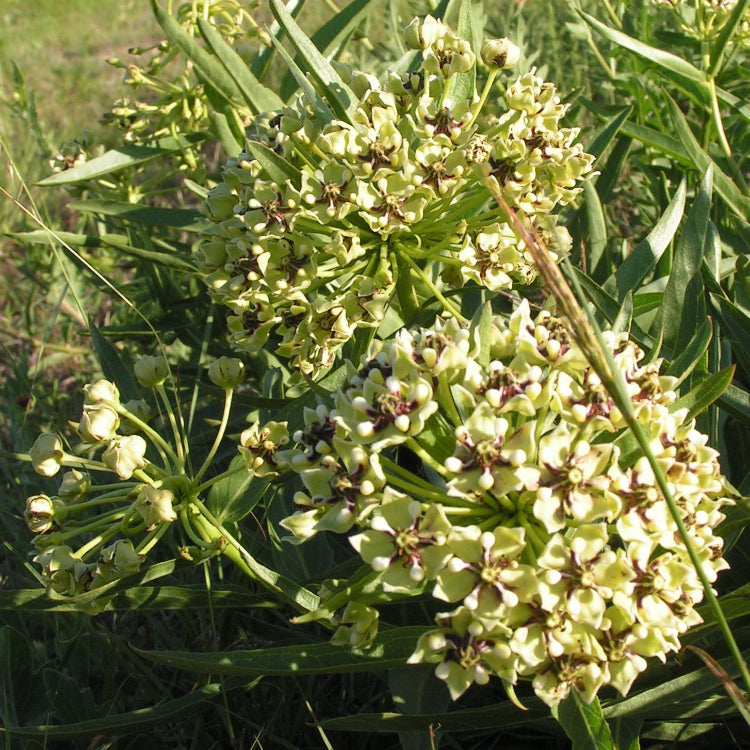 Asclepias Asperula Seeds– Antelope Horns Milkweed
