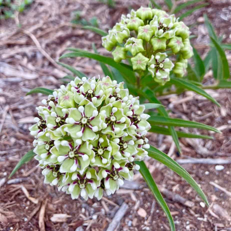 Asclepias Asperula Seeds – Antelope Horns
