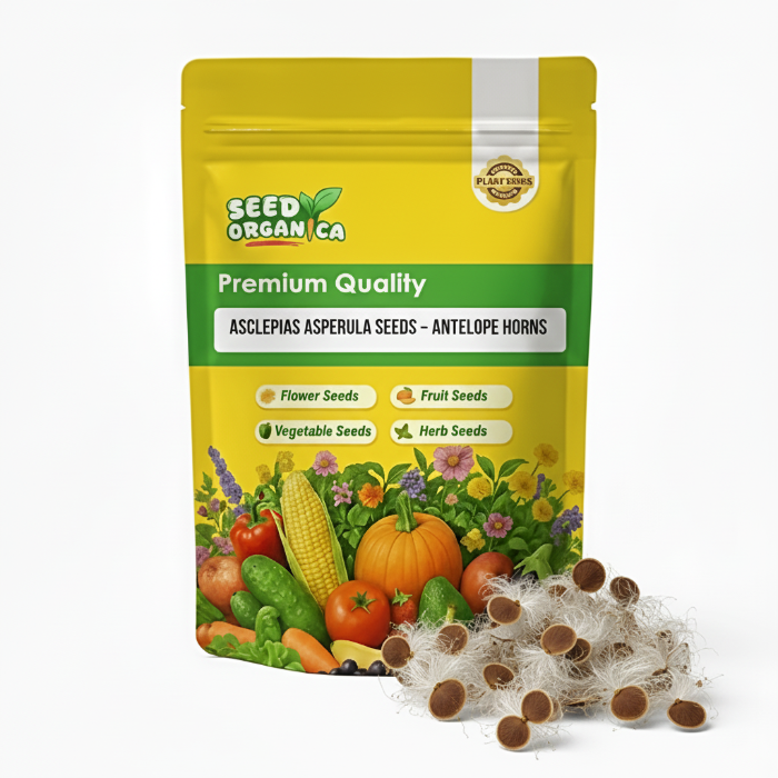Asclepias Asperula Seeds – Antelope Horns