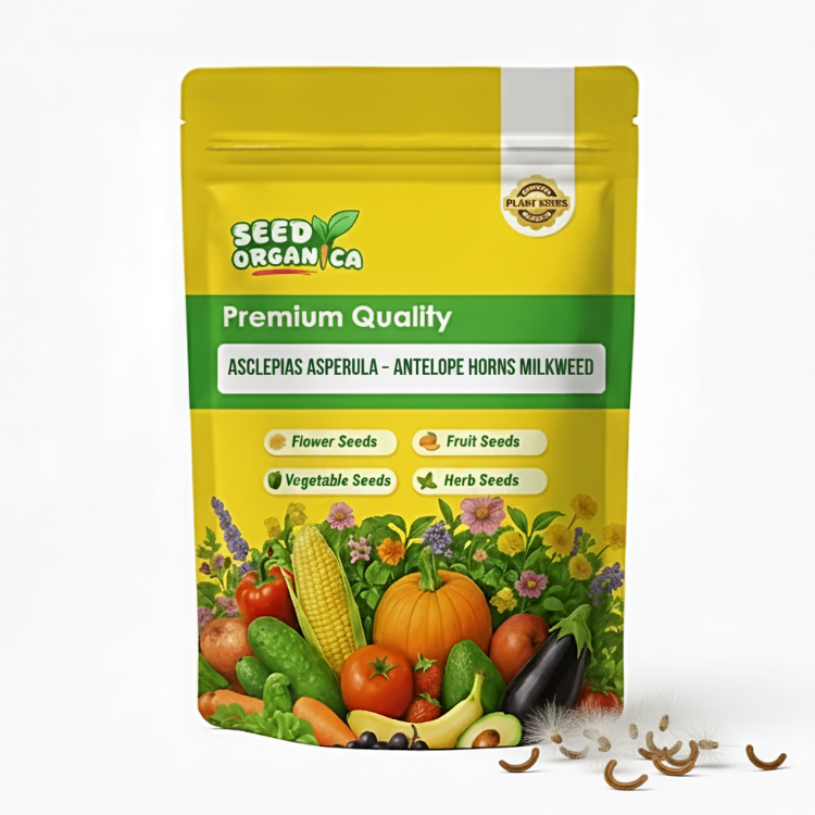 Asclepias Asperula Seeds– Antelope Horns Milkweed