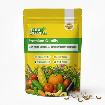 Asclepias Asperula Seeds– Antelope Horns Milkweed